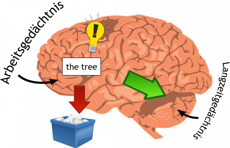 vokabeln lernen brain